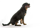 male Rottweiler