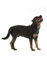 standing Rottweiler