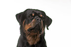 Rottweiler Portrait