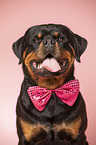 Rottweiler Portrait