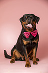 male Rottweiler