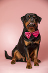 male Rottweiler