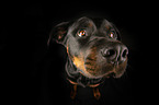 Rottweiler Portrait