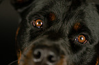 Rottweiler eyes