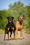 Rottweiler and Rhodesian Ridgeback