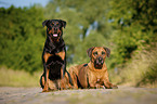 Rottweiler and Rhodesian Ridgeback
