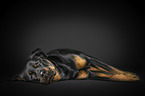 lying Rottweiler