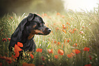 Rottweiler Portrait