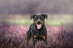 Rottweiler in the heath