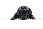 Rottweiler in front of white background