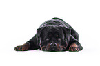 Rottweiler in front of white background