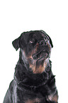 Rottweiler in front of white background