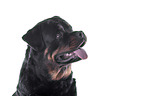 Rottweiler in front of white background