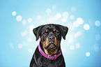 Rottweiler Portrait