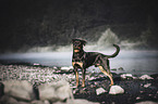 Rottweiler on the water