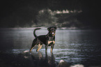 Rottweiler on the water