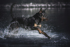 Rottweiler on the water