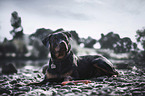 Rottweiler on the water