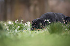 lying Rottweiler