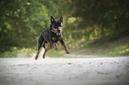 running Rottweiler