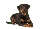 lying Rottweiler