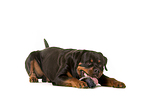 lying Rottweiler