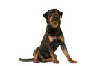 sitting Rottweiler