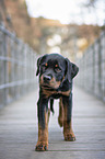 walking Rottweiler Puppy