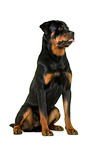 Rottweiler in front of white background