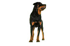 Rottweiler in front of white background