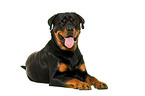 Rottweiler in front of white background