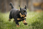 running Rottweiler Puppy