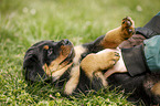 human with Rottweiler Puppy