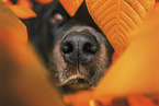 Rottweiler between autumn leaves