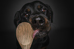 Rottweiler licks cooking spoon