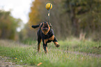 young Rottweiler