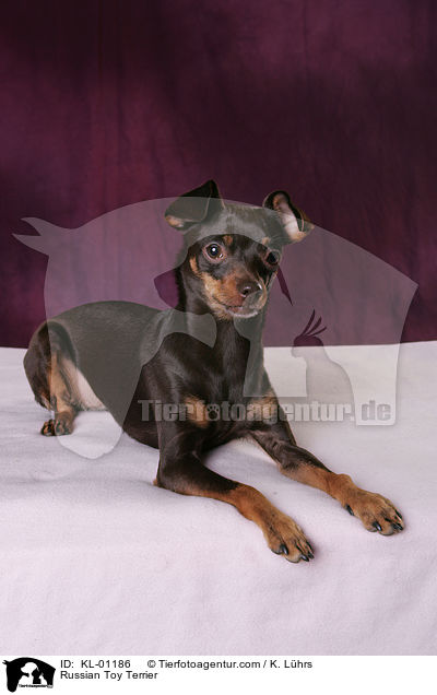 Russisch Toy Terrier / Russian Toy Terrier / KL-01186