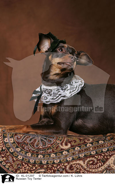 Russian Toy Terrier / KL-01297