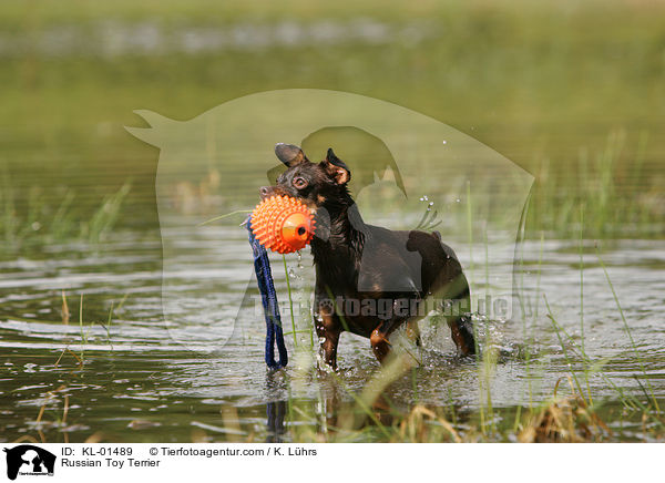 Russischer Toy Terrier / Russian Toy Terrier / KL-01489