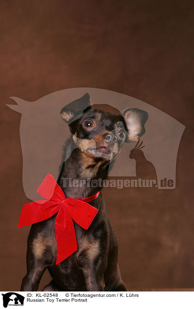 Russischer Toy Terrier Portrait / Russian Toy Terrier Portrait / KL-02548