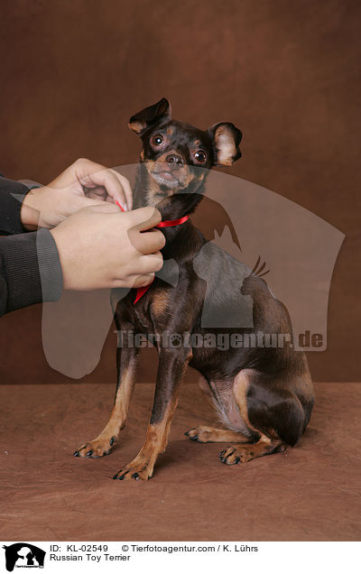 Russischer Toy Terrier / Russian Toy Terrier / KL-02549