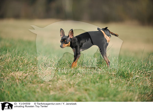 markierender Russischer Toy Terrier / urinating Russian Toy Terrier / YJ-04559