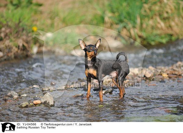 badender Russischer Toy Terrier / bathing Russian Toy Terrier / YJ-04566