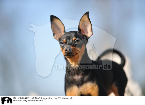 Russischer Toy Terrier Portrait / Russian Toy Terrier Portrait / YJ-04572