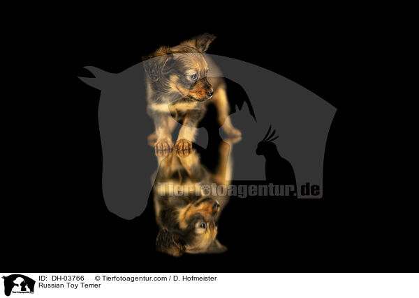 Russischer Toy Terrier / Russian Toy Terrier / DH-03766