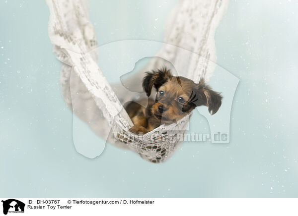 Russischer Toy Terrier / Russian Toy Terrier / DH-03767