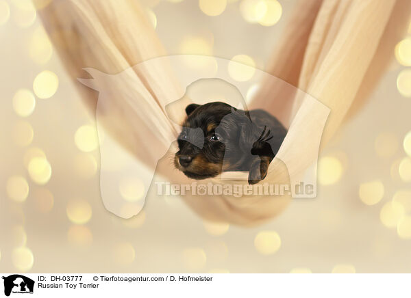 Russischer Toy Terrier / Russian Toy Terrier / DH-03777