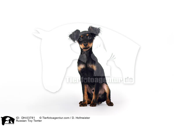 Russischer Toy Terrier / Russian Toy Terrier / DH-03781