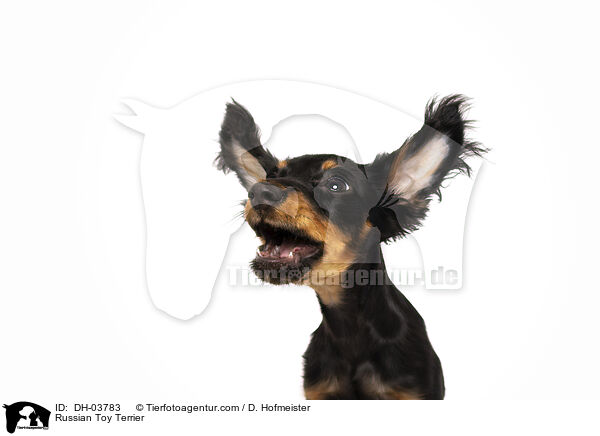 Russischer Toy Terrier / Russian Toy Terrier / DH-03783