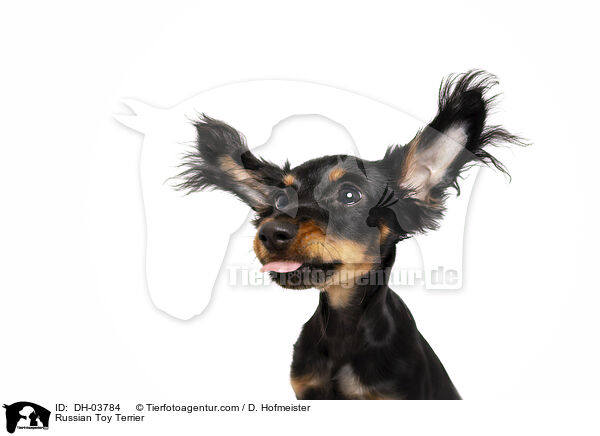 Russischer Toy Terrier / Russian Toy Terrier / DH-03784